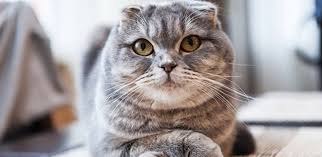 scottish fold ozellikleri bakimi ve karakteri