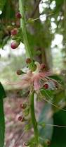 Image result for Barringtonia