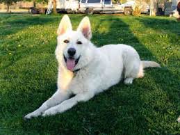 King Shepherds 8 By Amy King Shepherd German Shepherd Dogs Dogs