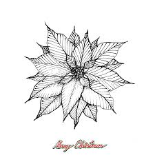 I love to place flowers all over my home during the holidays. Christmas Poinsettia Or Euphorbia Pulcherrima Flower Drawing By Iam Nee