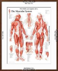 The great majority are serine/threonine kinases , which phosphorylate the hydroxyl groups of serines and threonines in their targets and the other are tyrosine kinases , although additional types. Muscular System Male Educational Chart Poster Poster Allposters Com