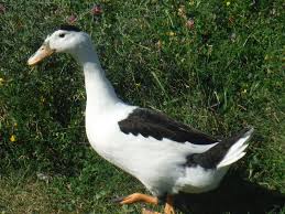 Black And White Domestic Duck Species Black White Magpie Duck Black And White Duck Livestock