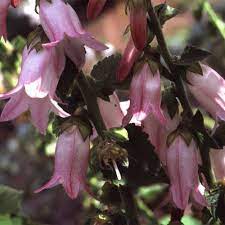 Campanula Makaschvilii Seeds Bellflower In 2020 Bellflower Plant Campanula Flower Seeds
