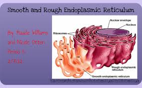 We did not find results for: Rough And Smooth Endoplasmic Reticulum By Nicole Otten