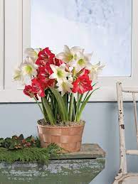 Potted Amaryllis Bulbs 6 Varieties In Birch Pots Gardeners Com Amaryllis Bulbs Amaryllis Garden Bulbs