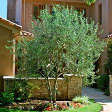 Olea europaea swan hill olive tree. 70 Trees Olive Ideas Olive Tree Olive Plants