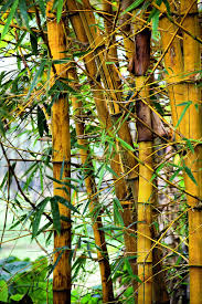 Image result for Bambusa vulgaris