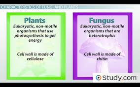 The stems and leaves together make up the shoot system. The Evolution Of Plants And Fungi Characteristics Evolutionary History Video Lesson Transcript Study Com