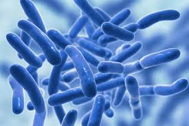 Image result for Probiotic