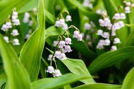 Convallaria Majalis Var Rosea Lily Of The Valley