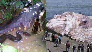 Content tagged with gambar cicak terbesar di dunia. Mengerikan Ini 20 Penemuan Hewan Raksasa Yang Benar Ada Di Dunia Nomor 15 Bikin Merinding Halaman All Sriwijaya Post