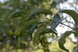 Image result for Vismia orientalis