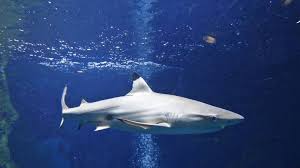 De nederlandse bioloog freek vonk is op de bahama's gebeten door een haai. Freek Vonk Aangevallen Door Haai Nos Jeugdjournaal