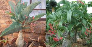 Image result for Cyphostemma