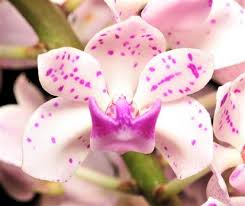 Image result for Rhynchosia alluaudii