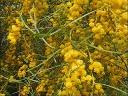 Image result for Acacia hockii