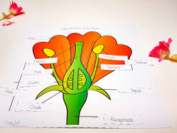 Parts of a flower worksheet for kindergarten. Parts Of A Flower Worksheet