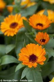 Ringelblumen Plants Love Garden Flowers