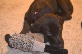 Find the best labrador puppies price! Pure Breed Black Lab Female Puppy 3 Months Old For Sale In Duluth Minnesota Classified Americanlisted Com