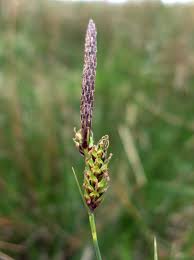 Image result for Carex mannii