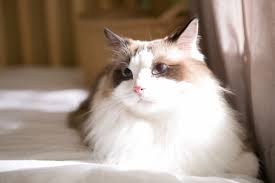 Receiving a diagnosis of pancreatic cancer can be an extremely stressful time and one that can cause worry and anxiety. 6 Best House Cat Breeds Clemmons Vet