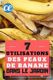 7 Utilisations Incroyables Des Peaux De Banane Dans Le Jardin Peau De Banane Jardins Culture Des Legumes