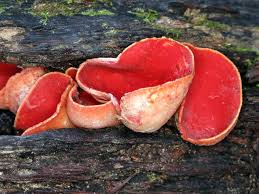 Image result for Coccinia senensis