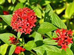 Attracting hummingbirds to your garden is a lot easier than you might think. 10 Red Flowers That Attract Hummingbirds