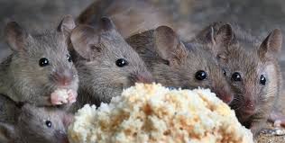 Our specially trained technicians can assist with any. Mice Removal Westchester New York Chaos Wildlife Of Westchester