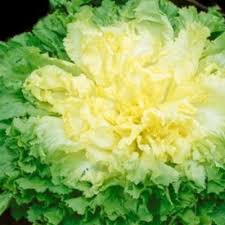When do you sow escarole in the garden? Pin On Vegetables