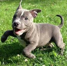The blue nose pitbull is rare for a reason. What To Know About Blue Nose Pitbull Puppies Ins And Outs