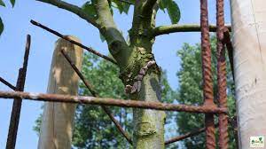 L'équilibre entre les feuilles et les racines n'existe plus, le jeune arbre a maintenant plus de feuilles que le système racinaire ne peut nourrir. La Protection Des Arbres Youtube