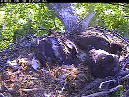 Their menu includes a wide range of small mammals, fish, insects, reptiles, and birds on their menu. Raptor Resource Project Blog How Big Is The Decorah Bald Eagle Nest