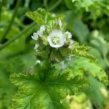 Image result for Malva verticillata