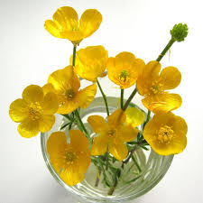 Buttercups Smiling At You Beautiful Flowers Yellow Flowers Buttercup Flower