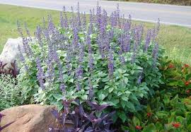 Mystic Spires Blue Wholesale Salvia For Sale Salvia May Flowers Plants