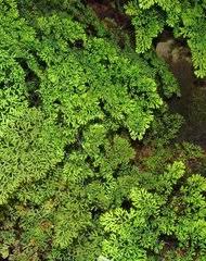 Image result for Anemia schimperiana