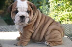 The olde english bulldogge is healthier than other bulldog breeds. Types Of Bulldog Breeds