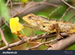 The Oriental Garden Lizard Wildlife Animal Ad Ad Garden Oriental Lizard Animal In 2020 Graphic Design Art Wildlife Animals Animals