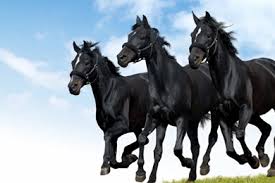Find and download 7 horses wallpapers wallpapers, total 19 desktop background. 7 Horses Wallpapers Wallpapers