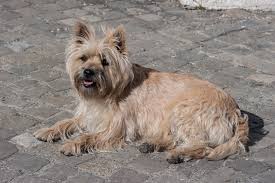 Image result for cairn teriér