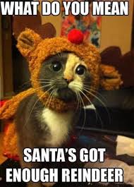 17 Of The Best Animal Christmas Memes To Get You Into The Christmas Spirit Cute Animals Cute Cats Funny Animals