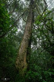 Image result for Faurea rubriflora