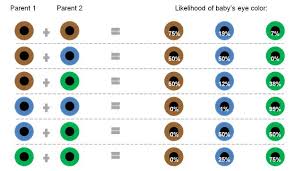 Eye Color Probability Chart Dr Michael Bold Od Inc La