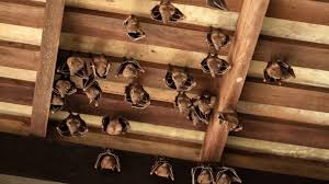 Using Exclusion To Remove Bats From Your House Old House Journal Magazine