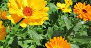 Ringelblumensalbe Mit Kokosfett Selbst Gemacht Blumen Pflanzen Heilpflanzen