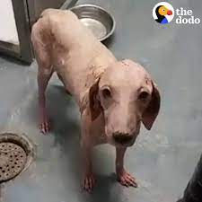 Un perro sin pelo encontrado en el desierto sufre una transformación total | ¡Ahora parece un perro COMPLETAMENTE diferente! | Por The DodoFacebook