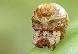 Image result for Poecilostachys