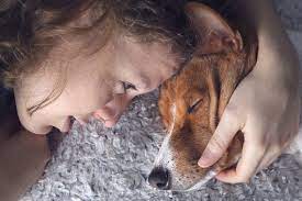 13 Signs Your Dog Is Dying How To Know When Your Dog Is Ready To Go