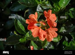 Image result for Crossandra nilotica